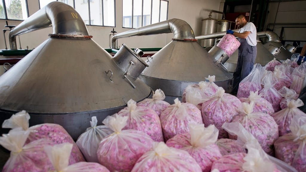 Изготовление розового масла